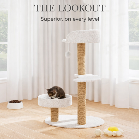 The Lookout