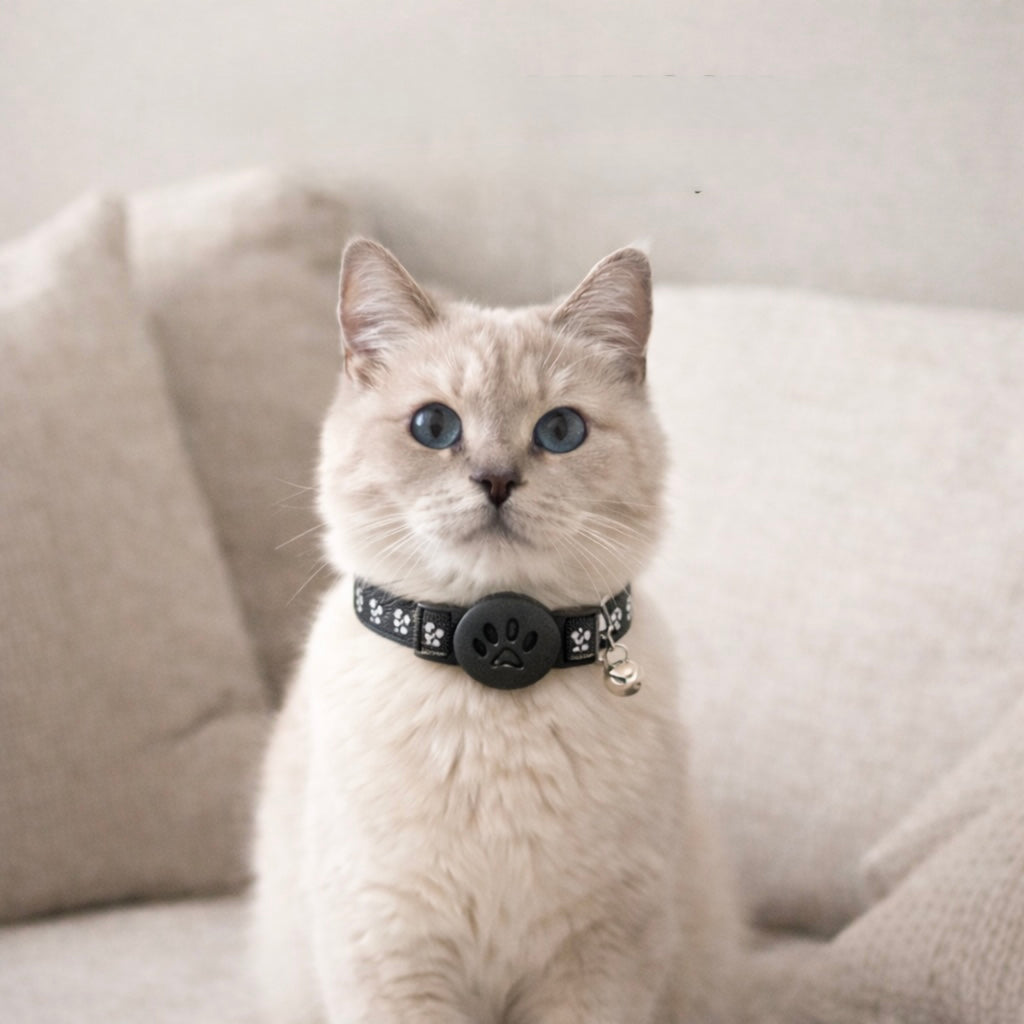 Find My Pussy